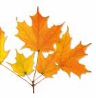 H Ö S T E N 2 0 1 8 10 OKTOBER... NOVEMBER 18.00 Bön 11 To 18.00 Kring Ordet, Mark. 16, fika. Rödeby Filadelfia 12 Fr 18.00 KYRKKALAS för barn i Pingstkyrkan, Glasscafé (se annons) 19.