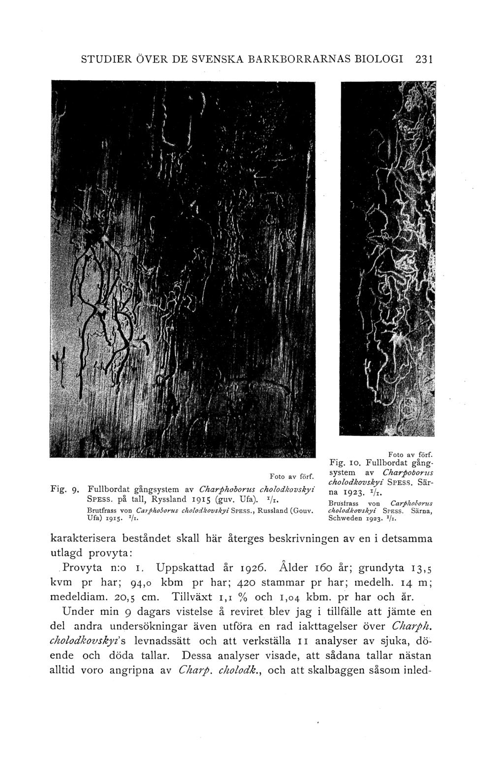STUDIER ÖVER DE SVENSKA BARKBORRARNAs BIOLOGI 231 Fig. 9. F o to a v förf. Fullbordat gångsystem av Ckarphoborus cholodkovskyi SPESS. på tall, Ryssland 1915 (guv. Ufa). '/r.