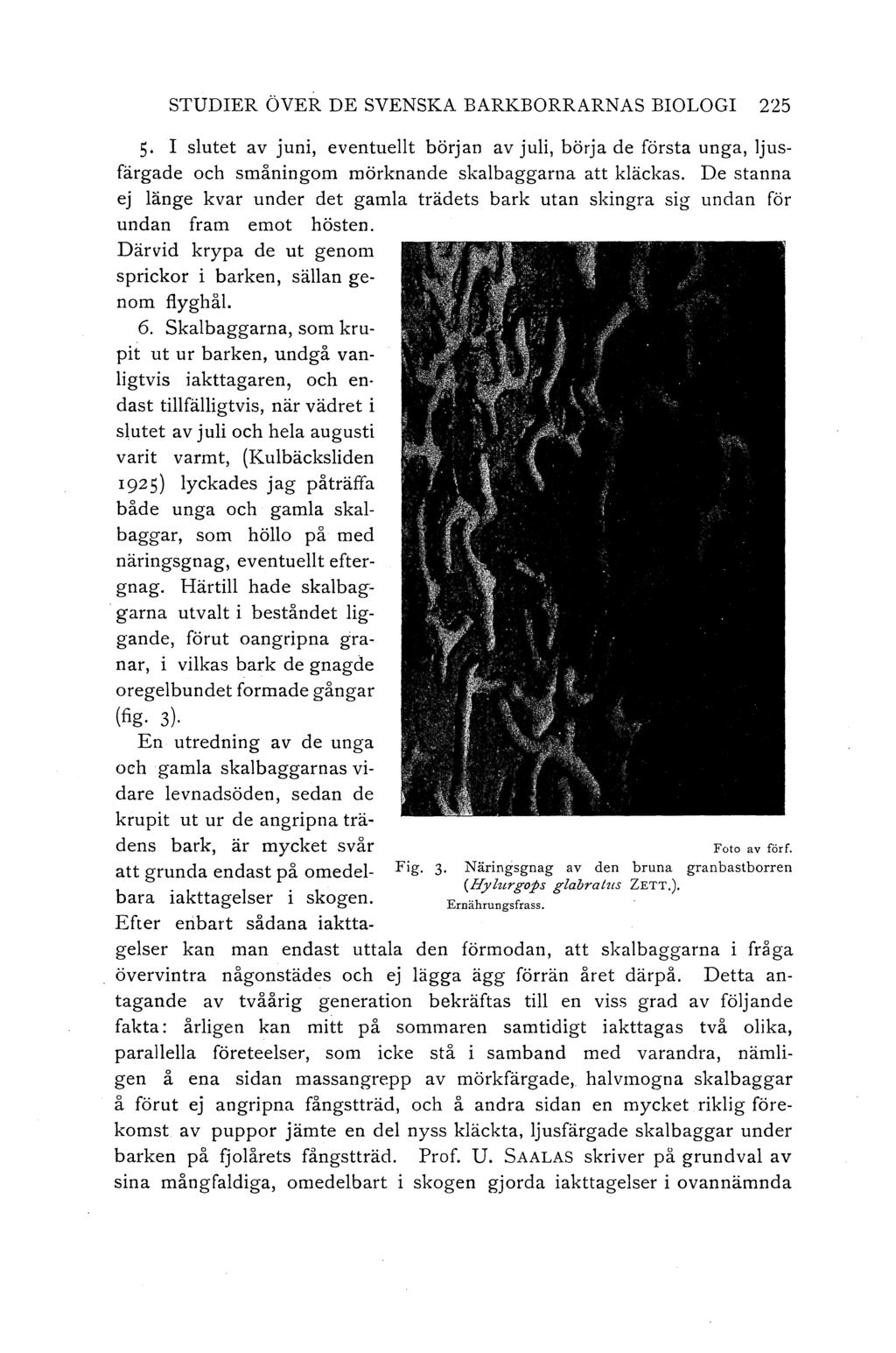 STUDIER ÖVER DE SVENSKA BARKBORRARNAs BIOLOGI 225 5 I slutet av juni, eventuellt början av juli, börja de första unga, ljusfärgade och småningom mörknande skalbaggarna att kläckas.
