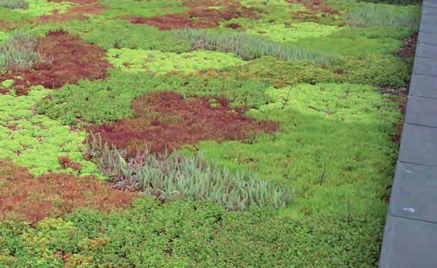 Gröna lösningar BGreen-it gröna tak ett komplett system BGreen-it gröna tak är ett komplett system för takträdgårdar och takterrasser som används för både extensiva och intensiva taklösningar.