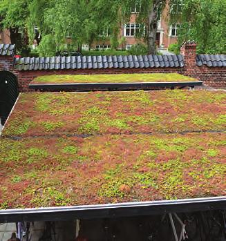 Gröna lösningar BGreen-it Sedum - systemlösning Används på tak med en taklutning