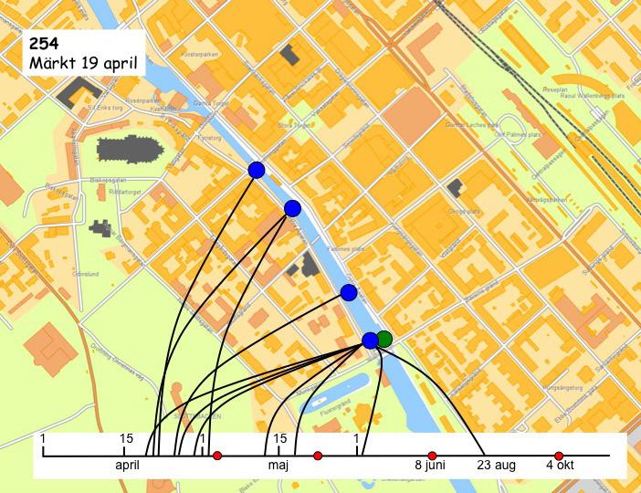 Vid Wiks kvarn i Sävaån hittades rom av asp först vid det tredje besöket på lokalen då också ett flertal lekfiskar noterades.