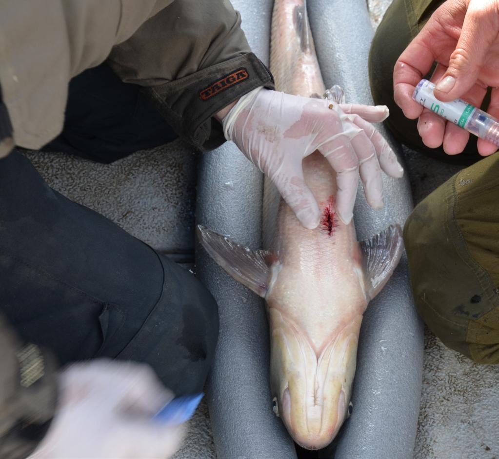 FISKE MED UNDERVATTENSDETONATIONER EFTER ASPYNGEL I EKOLN, MÄLAREN Fiske med små undervattensdetonationer (endast sprängkapslar med 1 g sprängämne) utfördes nära Fyrisåns mynning i Ekoln den 31