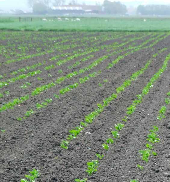 18 NÄR OCH FJÄRRAN Betodlaren 2 2018 Mycket socker i Rotterdam I slutet av april stod Holland och Rotterdam som värd för WABCG (World Association of Beet & Cane Growers) årliga konferens och det gick