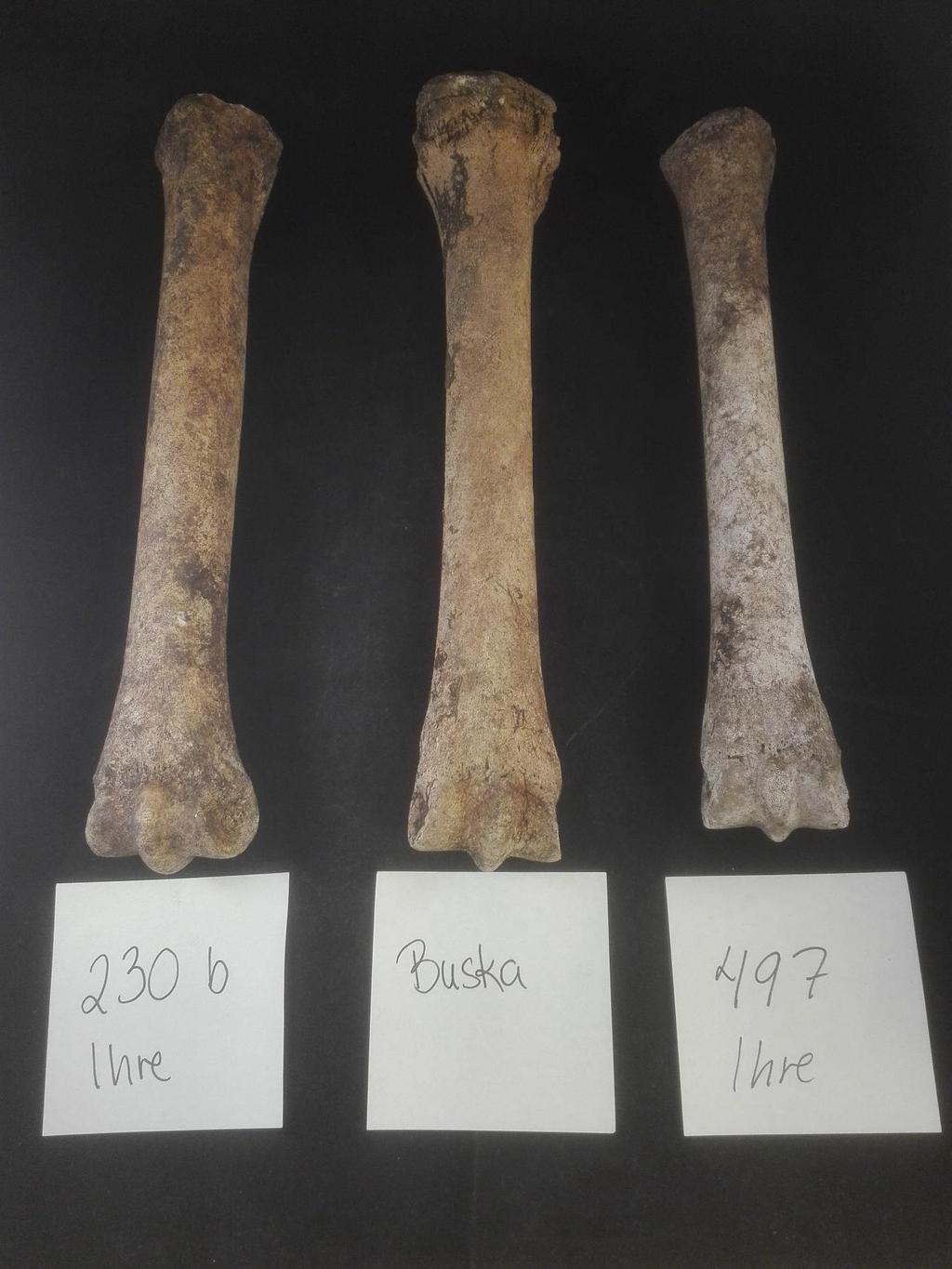 Figur 25: Jämförande bild av mellanfotsben (metatarsus) från samtliga individer. (Foto: Privat). Samtliga individer uppvisar tecken på patologiska tillstånd och trauma i någon form.