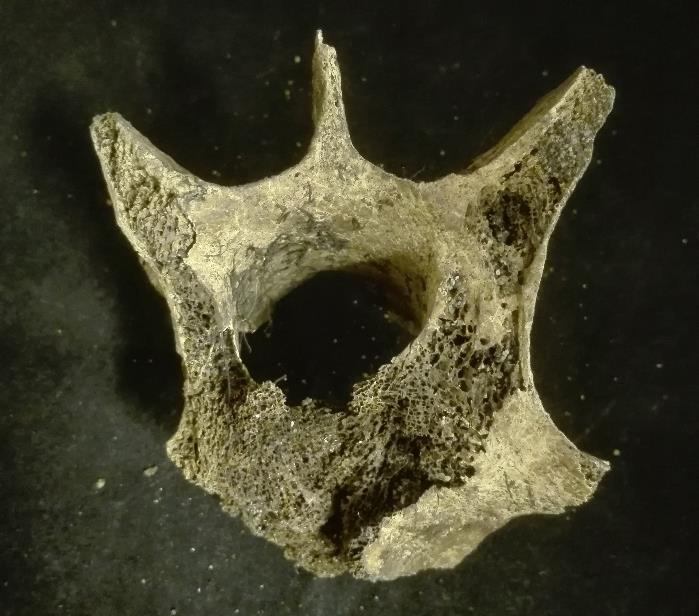 Figur 3: En halskota (vertebrae cervicales) visar tecken