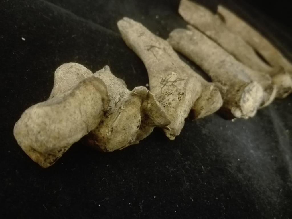 Figur 5: Samtliga revben (costae) uppvisar