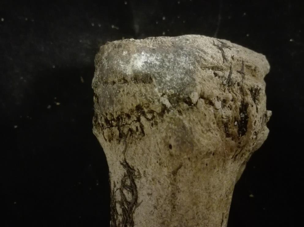 Figur 7: Proximalt på mellanfotsbenet (metatarsus) är en