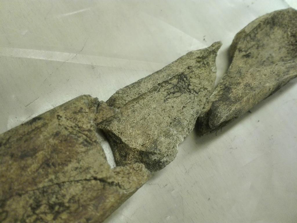 Figur 9: Fragmenteringen på strålbenet (radius) samt lårben (femur) indikerar att
