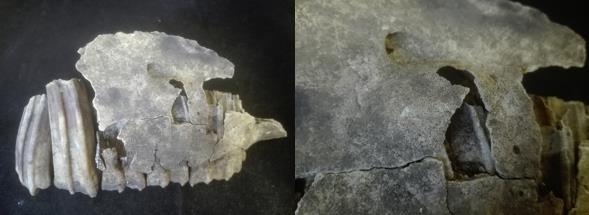Figur 11:Vad som förefaller vara spår av en utläkt tandböld eller