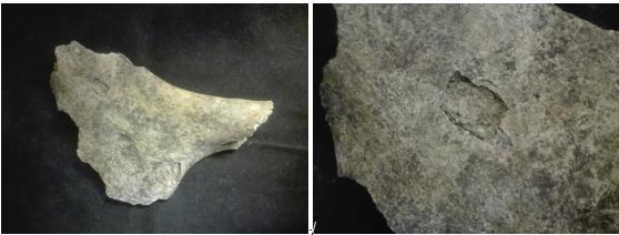 Figur 16: Underlig sprickformation på bäckenbenet (coxae) i