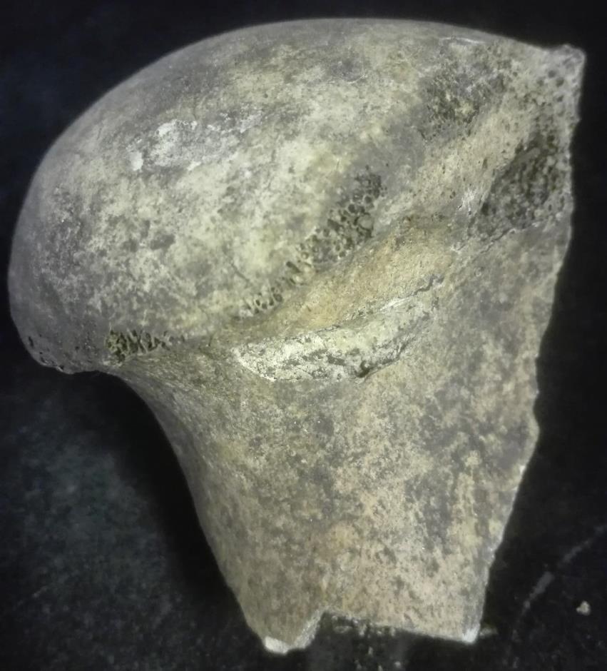 Figur 19: Hack under överarmens (humerus)