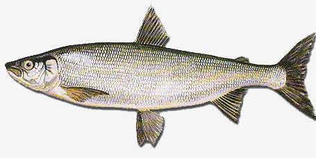 Djur