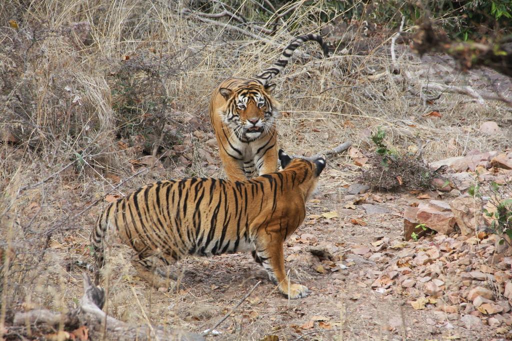 Foto: Kjell Borneland Swed-Asia Travels i Ranthambhore nationalpark 2017 TIGER (Panthera tigris); Ingen annan varelse i Indiens natur är mer