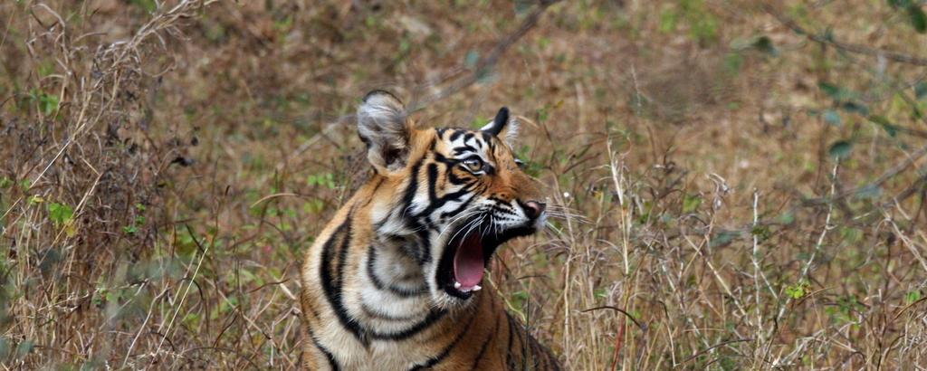Swed-Asia Travels stödjer aktivt organisationen TOFT (Tour Operators For Tigers) i sitt arbete för bevarandet av den indiska tigern i vilt & fritt