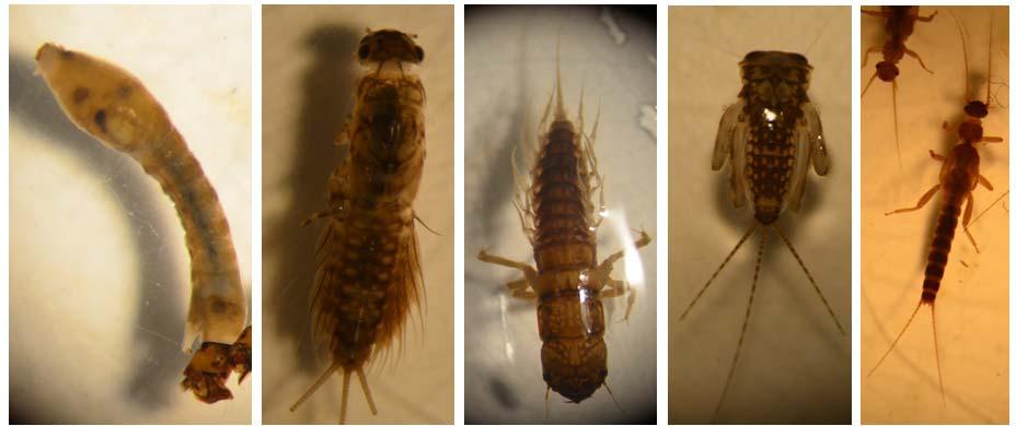 Figur 4: En representant för varje funktionell grupp. Filtrerare Simuliidae, detritusätare Leptophlebia vespertina, predator Sialis sordida, skrapare Heptagenia sulphurea, sönderdelare Leuctra fusca.