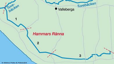 Vattendrag: Hammarsränna Begränsning nedströms: X-koordinat: 6145643 Y-koordinat: 1385773 Begränsning uppströms: X-koordinat: 6142202 Y-koordinat: 1393903 Längd inventerad fåra: 11 km Längd