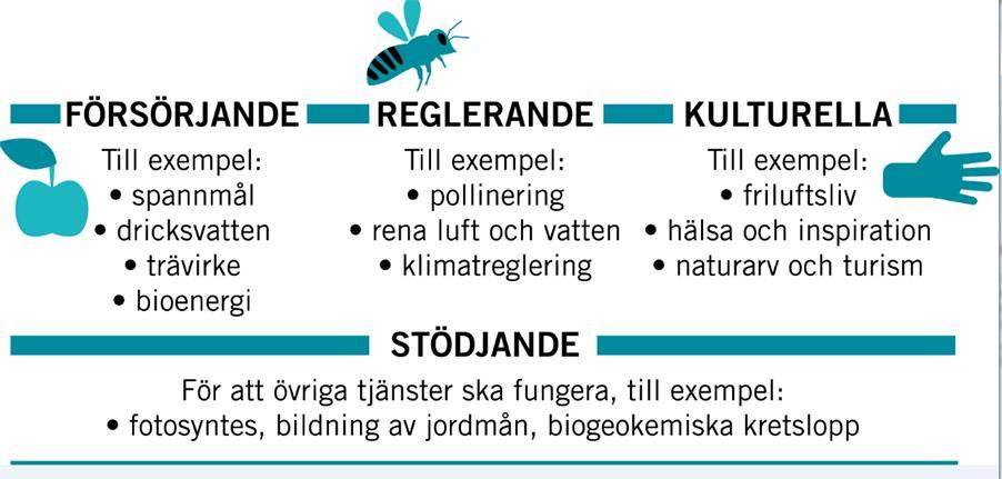 Figur 2. Vanligast är att dela in ekosystemtjänster i de fyra grupperna: försörjande, reglerande, kulturella och stödjande. [Bildkälla: Naturvårdsverket, www.naturvardsverket.