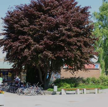 Hammartorget Gröska Gröska i Hallstahammars cetrum består i huvudsak av träd i varierade storlek iom e i övrigt hårdgjord miljö.