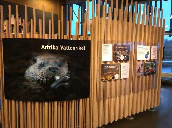 HUVUDMAN KRISTIANSTADS KOMMUN 17(30) Under augusti när vi har provfiske av mal i Vattenriket har vi haft malakvarium i