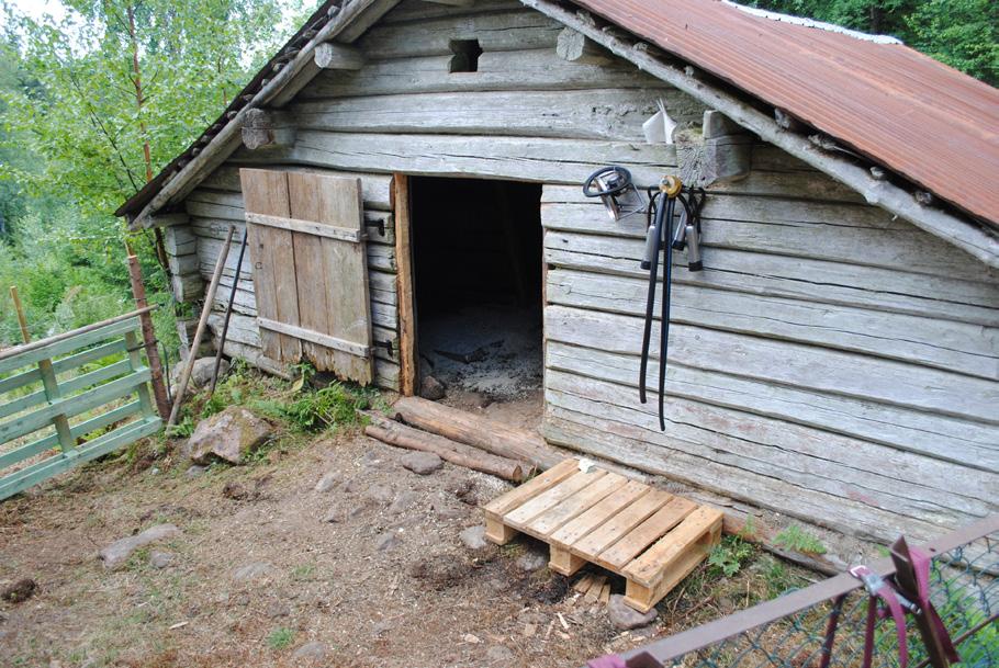 Korna är av rasen fjällkor, ett tåligt släkte som tål att vistas ute i skog och mark. Tyvärr träffade vi aldrig korna, vi hörde bara deras skällor en bit bort i skogen.