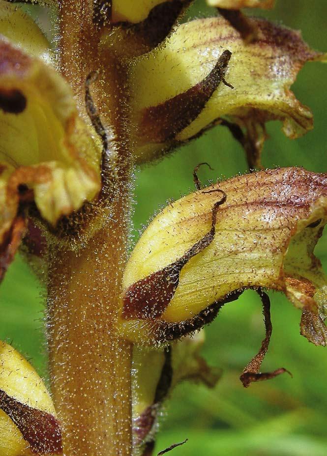 Svensk Botanisk Tidskrift 101(5): 241 304 ISSN 0039-646X, Uppsala 2007 INNEHÅLL 241 Ordföranden har ordet: Vad händer i Europa?
