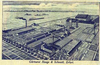 SWENSON m.fl. Figur 3. Handelsträdgården Haage & Schmidt i Erfurt i Tyskland under 1930-talet, en av flera trädgårdar där Erik Svensson kan ha praktiserat under åren 1930 och 1931.
