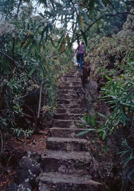 ERIC SVENTENIUS frökatalog Index Seminum Hortus Acclimatationis Plantarum Arautapae, som var en del av det internationella fröbytet (Bramwell 1986), och i den publicerade han flera nya taxa.