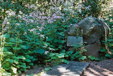 SWENSON m.fl. Figur 12. Eric Sventenius grav mitt i trädgården, omgiven av lagerskog och Webbs cineraria Pericallis webbii. Foto: Ulf Swenson.