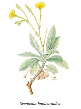 SWENSON m.fl. Figur 13. Sventenia bupleuroides (Asteraceae) finns bara på Gran Canaria och är uppkallad efter Eric Sventenius av Pius Font i Quer (1949).