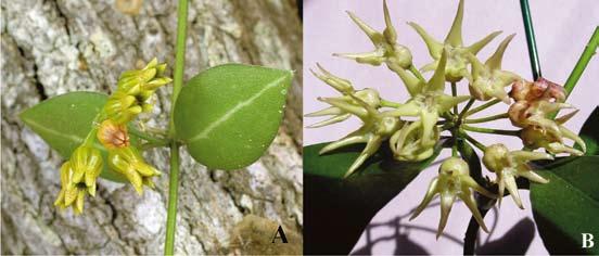 HOYA Figur 3. A) Dischidia ovata och B) Hoya telosmoides. Släktena Hoya och Dischidia anses traditionellt vara nära släkt och är svåra att skilja åt på morfologiska grunder.