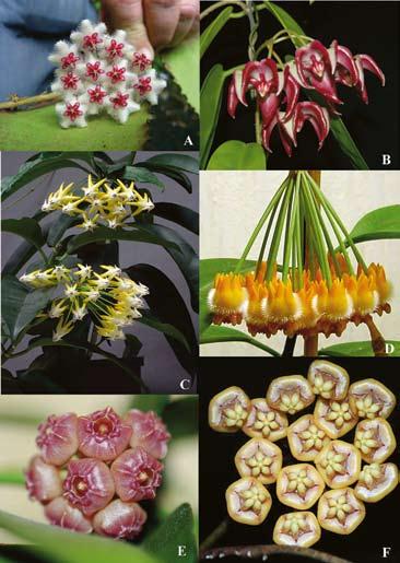 WANNTORP Figur 4. Olika exempel på blommans utseende hos Hoya: A. Hoya caudata, B. H. onychoides, C. H. multiflora, D. H. lasiantha, E. H. heuschkeliana, F. H. kloppenburgii.