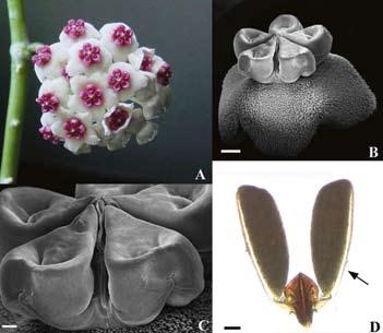 HOYA Figur 5. Hoya kerrii. A) Flocklik blomställning. B) Blomma. C) Detalj av bikronan som visar två lober med inrullade yttre kanter. D) Ett pollinarium med klämkropp, armar och pollinier.
