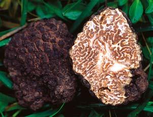 Den första odlade tryffeln i Norden funnen på Gotland I november 2005 hittades på Gotland den första odlade fruktkroppen av den svarta tryffeln Tuber aestivum (bourgognetryffel eller sommartryffel).