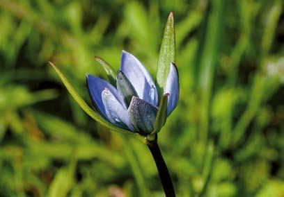 ISLANDSRESAN En bukett islandsspecialiteter: Stjärngentiana, lunnefågel, klibbig fetknopp och späd ormtunga. Foto: Crister Albinsson och Neil Crawford (lunnefågel).