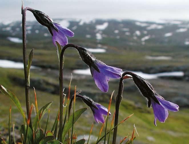 Fototävlingen är avgjord! Föreningens uppnådda etthundra år har firats på olika sätt. Ett av dem var en fototävling, och många har skickat in bilder.