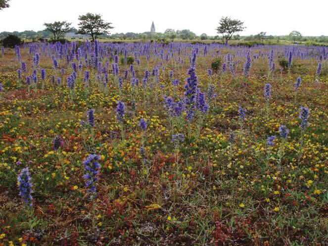 BLOMGREN Sundrealvaret. Första pris i landskapsklassen. Foto: Caroline Edelstam.