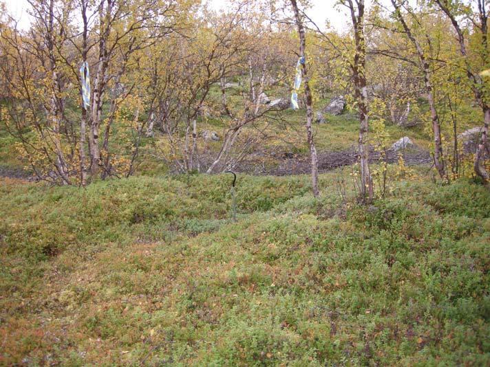 Nbm acc nr 2009:98:8 Norrbottens museum. Kåtatomt (tillfälligt id -2) hörande till vistet Raä 2515. Sond i härden i kåtatomtens mitt. Foto från NNÖ. Fotograf: Frida Palmbo.