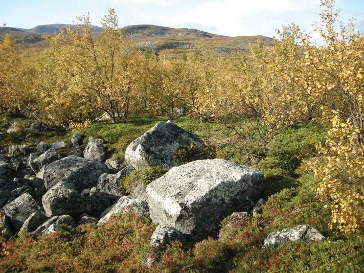 Nbm acc nr 2009:98:14 Norrbottens museum. Vy över Ö delen av den nordligaste tomten. Storblockigt område. Foto från SÖ. Fotograf: Frida Palmbo. Nbm acc nr 2009:98:16 Norrbottens museum.