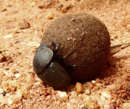 1 Dyngbagge på sand, (CC0 Creative Commons https://pixabay.com) Bild 4.2 Dyngbagge på boll av djurspillning, (CC0 Creative Commons https://pixabay.com) 3.