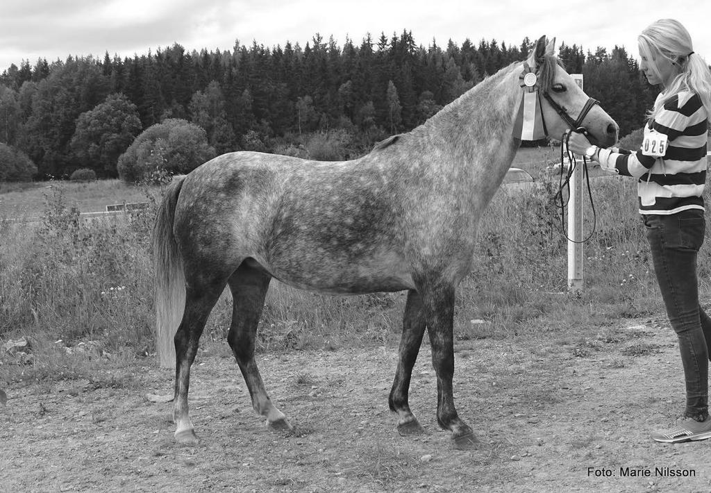 Sida 19 Åbrodahls Chloe Aragazz Fjordglimt Miss Ghana Reserv senior champion sek C blev Menai Christopher KWC 30 (isab hingst -09 Menai Cadernid Menai Furious).