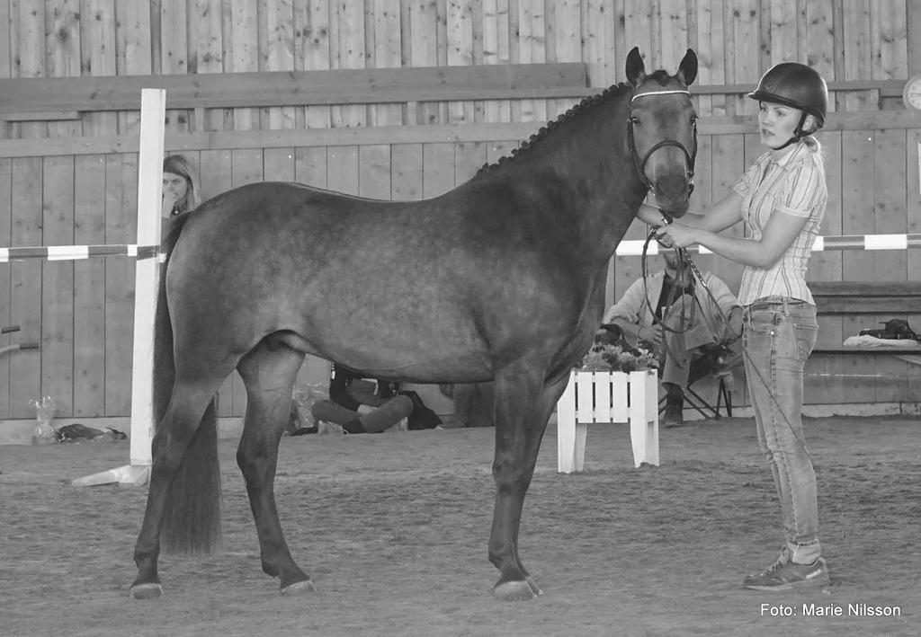 Danaway Mathias Gwynfaes Culhwch) Welsh Partbred Welsh Partbred hade två deltagare där Final Light (gbr sto- 04 Minotaurus Fredriksbergs Dizney blev BIR.