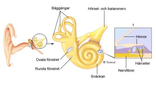 Funktion Innerörat: 1) Hörselorganet omvandlar vibrationerna från