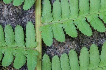 Ormbunkarnas tio i topp i länet! Bo Eriksson (text) och Bengt Stridh (utbredningskartor) Örnbräken Pteridium aquilinum, stensöta Polypodium vulgare och träjon Dryopteris filix-mas.