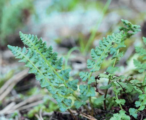 Woodsiaceae