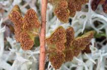 Woodsia ilvensis