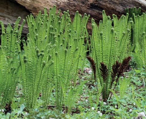 euccia struthiopteris