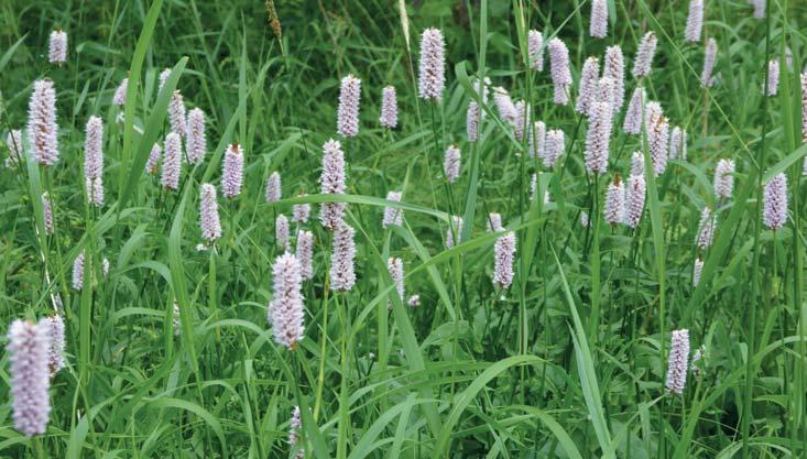 Guldkorn och invasiva arter i Virsbo Sören Larsson (text och foto) De senaste dagarnas regnande tog en liten paus, precis lagom så att vi kunde genomföra årets blomstervandring under parollen De