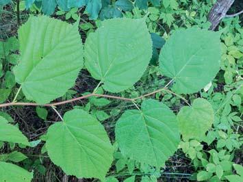 Luktärt Lathyrus odoratus 12 aug - - Bohuslind Tilia