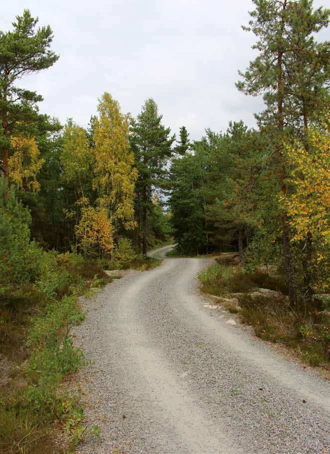 Slingrande väg genom Sjöskogen.